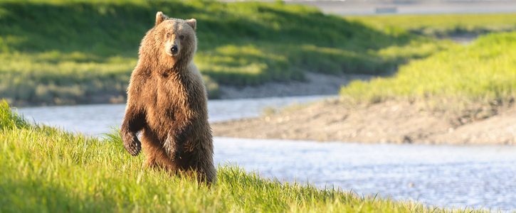 Visit The Kenai National Wildlife Refuge Aspen Hotels Soldotna