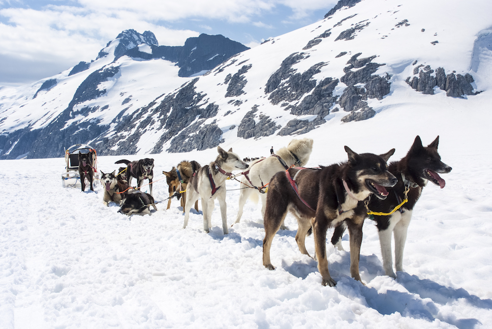 what is the most common sled dog