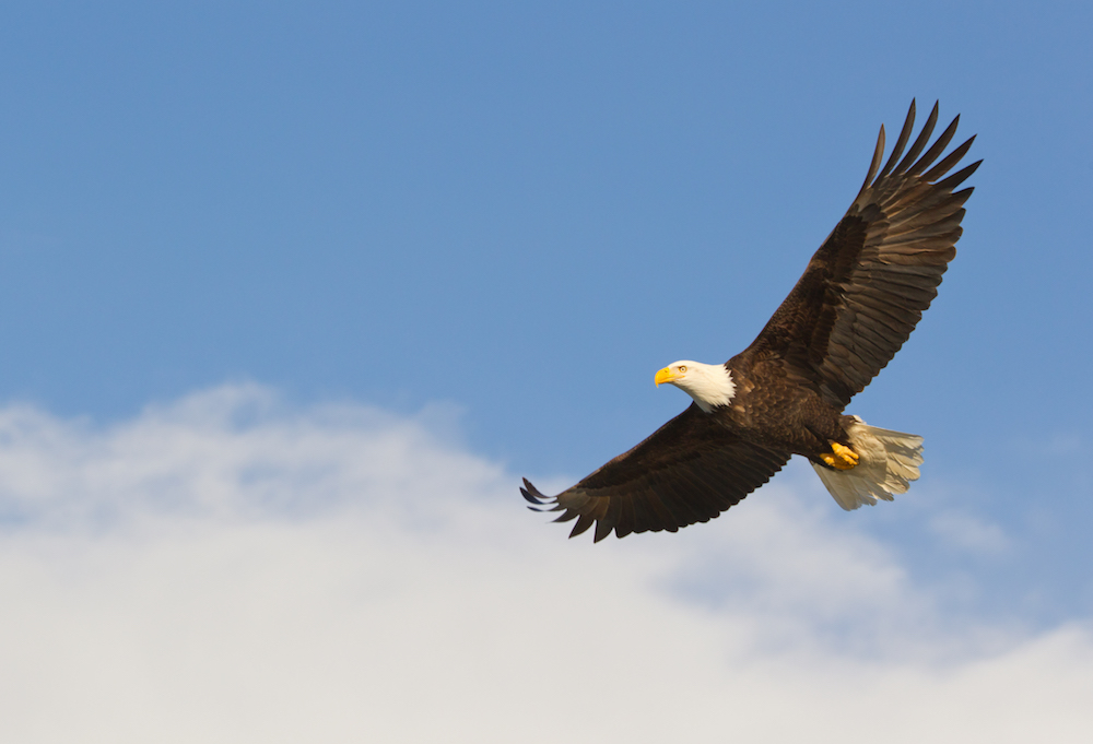 Alaska Bald Eagle Festival Aspen Hotels