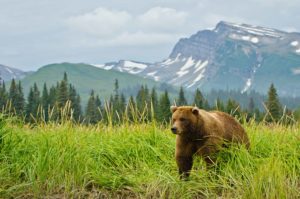 Bear in front of mountains in the Alaska wilderness