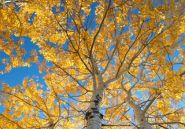 Aspen Tree with Yellow Leaves